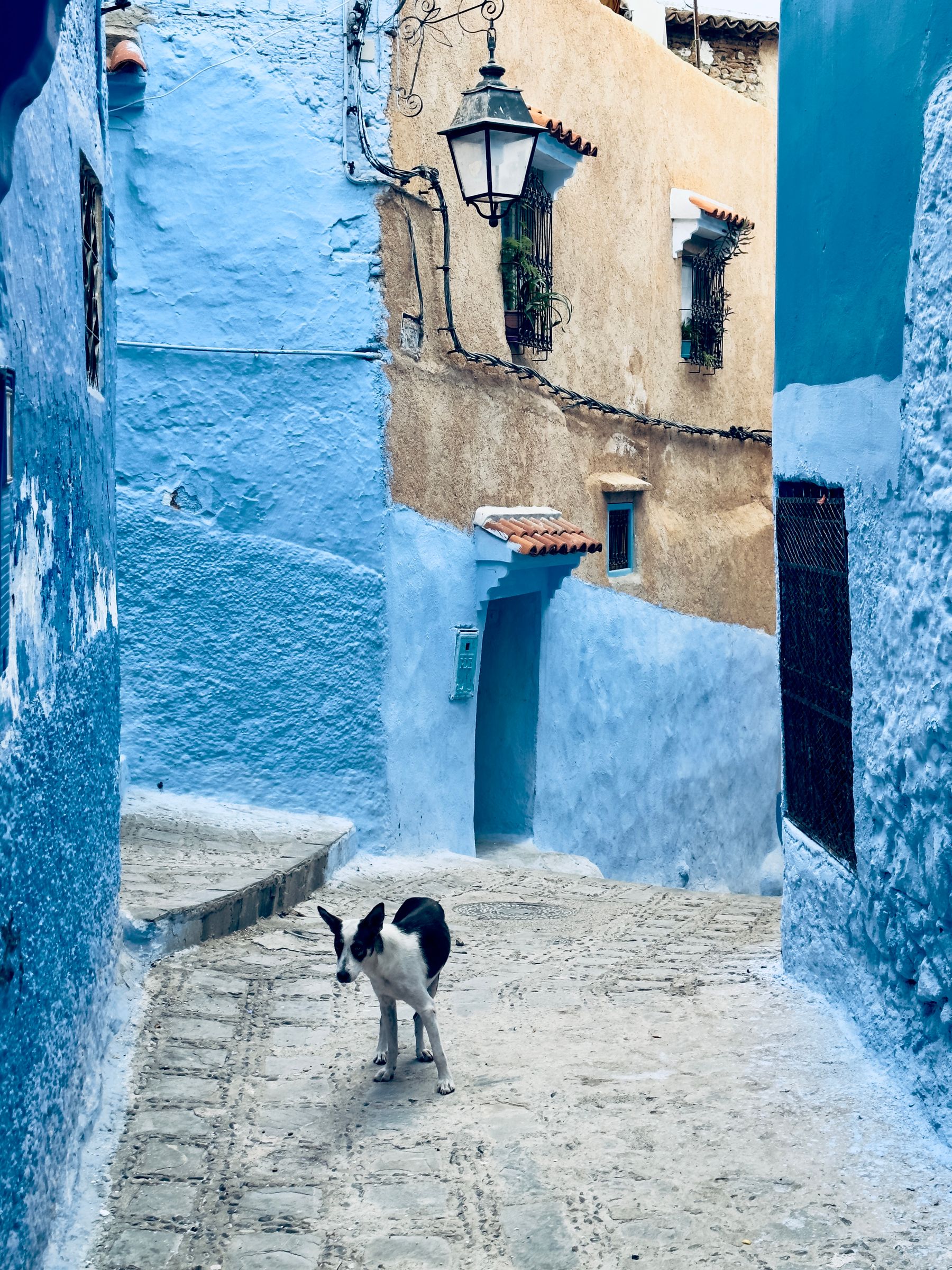 Dog and Blue Walls